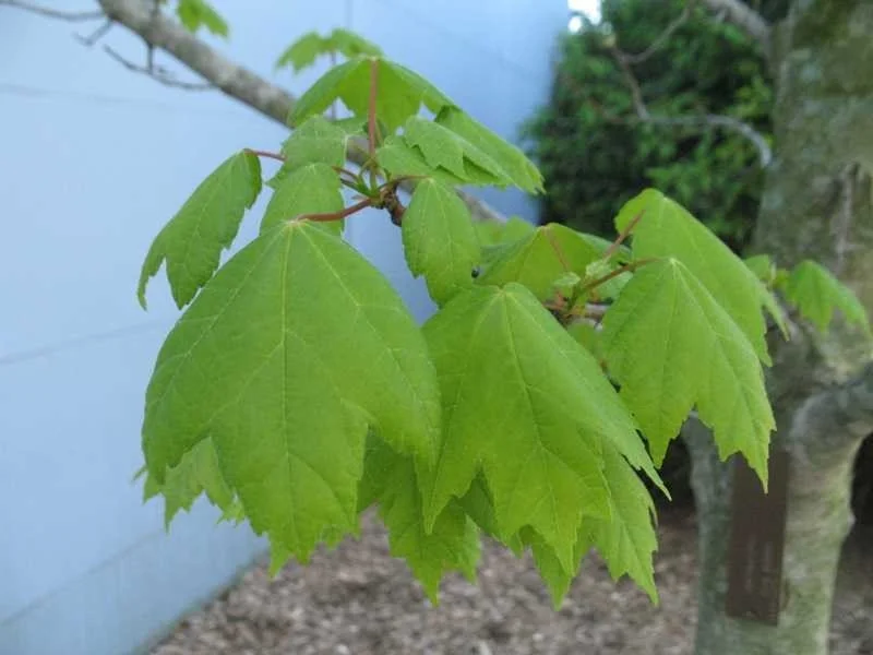 2 Brandywine Maple Live Trees - Acer Rubrum 'Brandywine' - 3" Container - Image 2