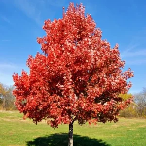 2 Brandywine Maple Live Trees - Acer Rubrum 'Brandywine' - 3" Container - Image 1