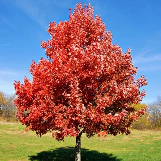 2 Brandywine Maple Live Trees - Acer Rubrum 'Brandywine' - 3" Container - Image 1