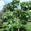 2 Brown Turkey Fig Live Plants - 4-6" Tall, Edible Fruit Tree, Zones 6-9 - Image 1