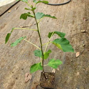 2 Brown Turkey Fig Live Plants - 4-6