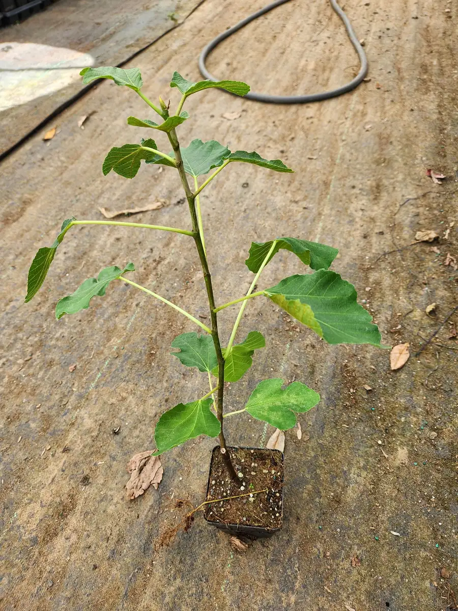 2 Brown Turkey Fig Live Plants - 4-6" Tall, Edible Fruit Tree, Zones 6-9 - Image 3