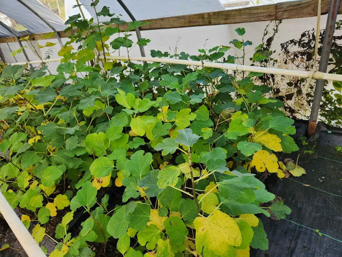 2 Brown Turkey Fig Live Plants - 4-6" Tall, Edible Fruit Tree, Zones 6-9 - Image 4