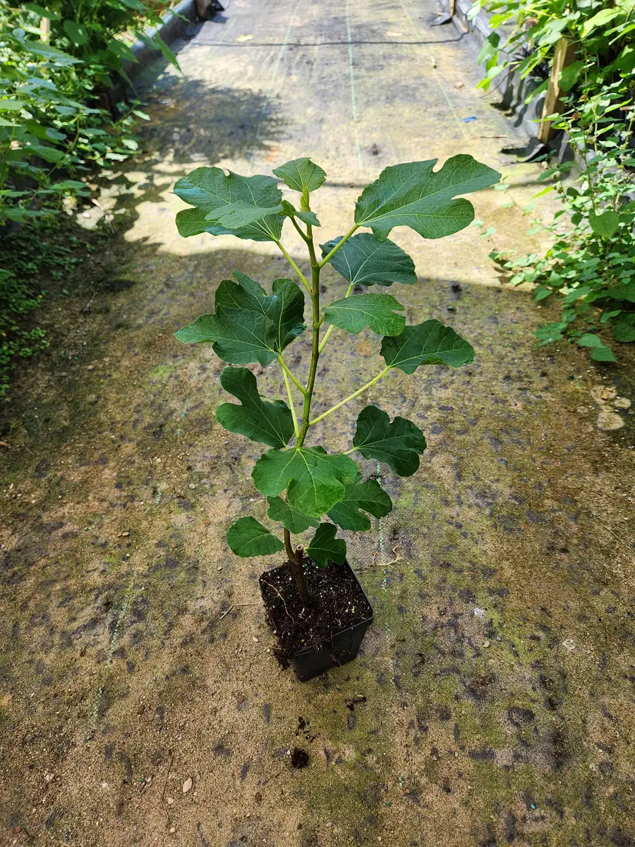 2 Brown Turkey Fig Live Plants - 4-6" Tall, Edible Fruit Tree, Zones 6-9 - Image 5