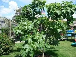 2 Brown Turkey Fig Live Plants - 4-6" Tall, Edible Fruit Tree, Zones 6-9 - Image 1