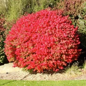 2 Burning Bush Live Plants (Euonymus Alatus 'Compacta') 4-inch Containers - Image 2