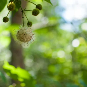 2 Buttonbush Tree Bare Roots - Cephalanthus occidentalis - Attracts Pollinators - Image 1