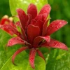 2 Carolina Allspice Live Plants - Calycanthus florida - 4 inch Pot - Outdoor Shrub - Image 1