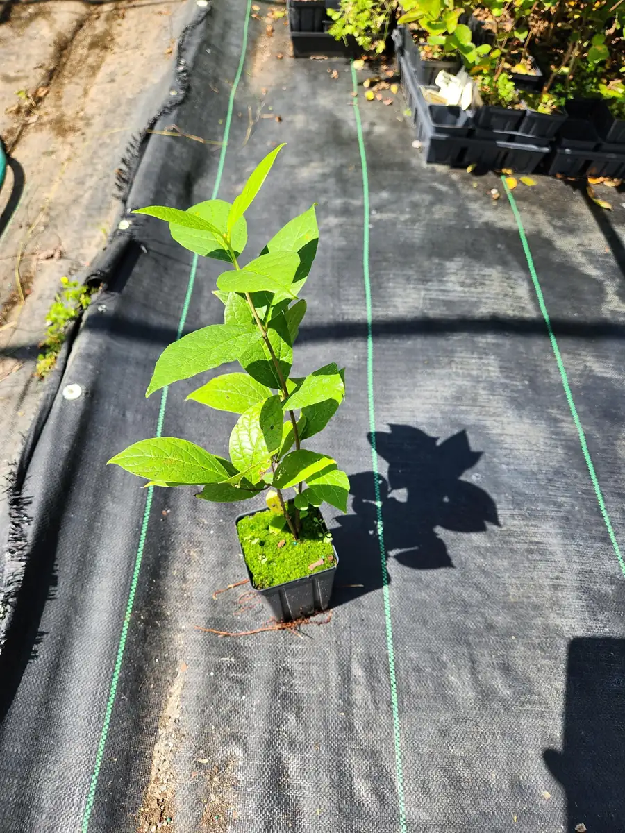 2 Carolina Allspice Live Plants - Calycanthus florida - 4 inch Pot - Outdoor Shrub - Image 3