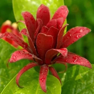 2 Carolina Allspice Live Plants - Calycanthus florida - 4 inch Pot - Outdoor Shrub - Image 1