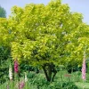2 Catalpa Speciosa Bare-Root Trees - Hardy Shade Tree - Fast Growing Outdoor - Image 1