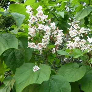 2 Catalpa Speciosa Bare-Root Trees - Hardy Shade Tree - Fast Growing Outdoor - Image 2