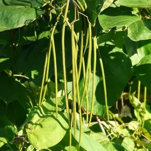 2 Catalpa Speciosa Bare-Root Trees - Hardy Shade Tree - Fast Growing Outdoor - Image 4