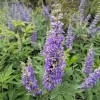 2 Chasteberry Tree Vitex Agnus-Castus Bareroot - Lilac Chastetree Live Plant - Image 1