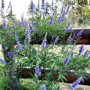 2 Chasteberry Tree Vitex Agnus-Castus Bareroot - Lilac Chastetree Live Plant - Image 4