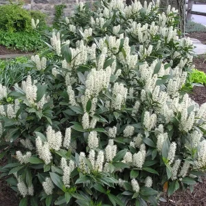 2 Cherry Laurel Live Plants - 4-6" Tall Evergreen Shrubs for Zones 6-8 - Image 1