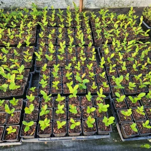 2 Cherry Laurel Live Plants - 4-6