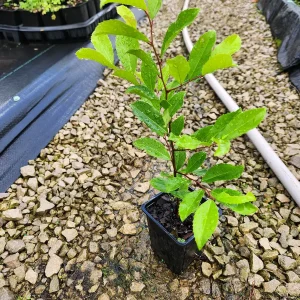 2 Cherry Laurel Live Plants - 4-6
