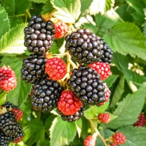 2 Chester Blackberry Plants – Live Starter – Thornless – Sweet Fruit – USDA Zones 5-10 - Image 2