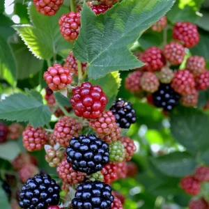 2 Chester Blackberry Plants – Live Starter – Thornless – Sweet Fruit – USDA Zones 5-10 - Image 3