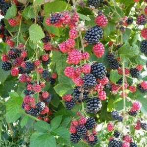 2 Chester Blackberry Plants – Live Starter – Thornless – Sweet Fruit – USDA Zones 5-10 - Image 1
