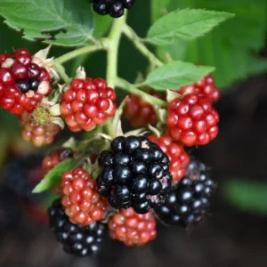 2 Chester Blackberry Plants – Live Starter – Thornless – Sweet Fruit – USDA Zones 5-10 - Image 5