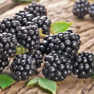 2 Chester Blackberry Plants – Live Starter – Thornless – Sweet Fruit – USDA Zones 5-10 - Image 8