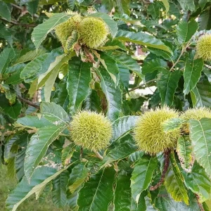 2 Chinese Chestnut Tree (Castanea Mollissima) Bare-root Live Plant - Image 1