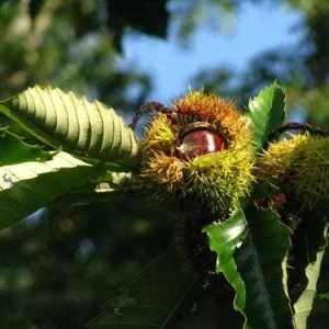 2 Chinese Chestnut Tree (Castanea Mollissima) Bare-root Live Plant - Image 5
