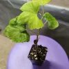 2 Concord Grape Live Plants - Blue Grapes for Juices & Jams, 2-4 inches - Image 1