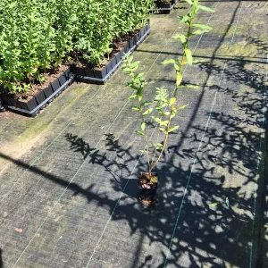 2 Dappled Willow Live Plants (Salix Hakuro Nishiki) 4
