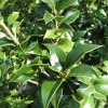 2 Dragon Lady Holly Live Plants - Upright Evergreen - 3 inch Containers - Image 1