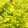 2 Duranta Yellow Live Plants – Starter Plants – Bright Yellow-Green Foliage – 4-6 inches Tall – Drought Tolerant - Image 1