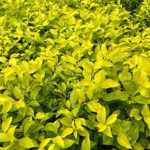 2 Duranta Yellow Live Plants – Starter Plants – Bright Yellow-Green Foliage – 4-6 inches Tall – Drought Tolerant - Image 3