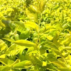 2 Duranta Yellow Live Plants – Starter Plants – Bright Yellow-Green Foliage – 4-6 inches Tall – Drought Tolerant - Image 1
