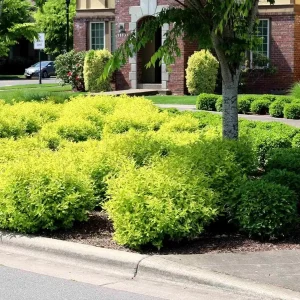 2 Duranta Yellow Live Plants – Starter Plants – Bright Yellow-Green Foliage – 4-6 inches Tall – Drought Tolerant - Image 4