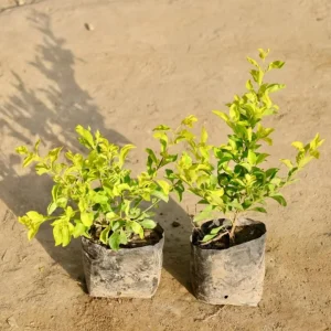 2 Duranta Yellow Live Plants – Starter Plants – Bright Yellow-Green Foliage – 4-6 inches Tall – Drought Tolerant - Image 5