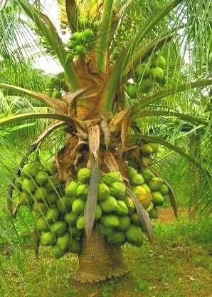 2 Dwarf Green Malayan Coconut Seeds - Rare Costa Rican Certified - Image 3