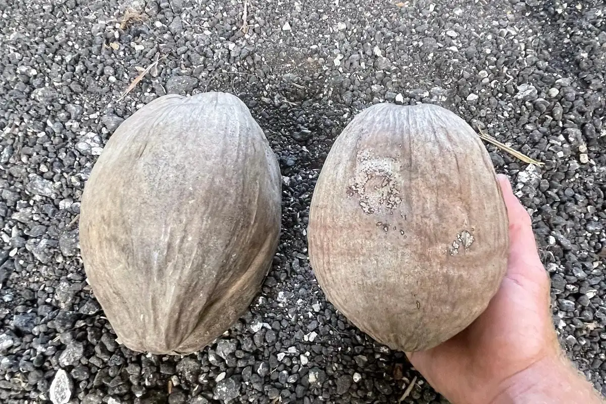 2 Dwarf Green Malayan Coconut Seeds - Rare Costa Rican Certified - Image 4