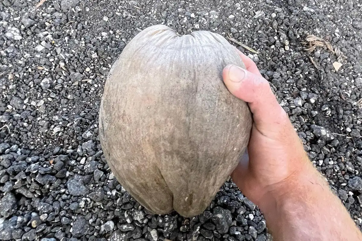 2 Dwarf Green Malayan Coconut Seeds - Rare Costa Rican Certified - Image 6