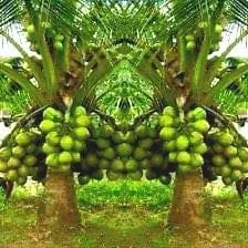 2 Dwarf Green Malayan Coconut Seeds - Rare Costa Rican Certified - Image 1