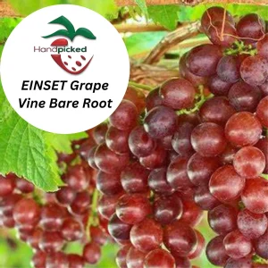 2 Einset Seedless Grape Vine - Bare Root Live Plant - Red Table Grapes - Image 2