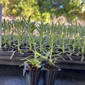 2 English Lavender Live Plant Plugs - Lavandula Angustifolia Perennial Starter - Image 2