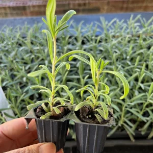 2 English Lavender Live Plant Plugs - Lavandula Angustifolia Perennial Starter - Image 3