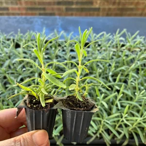 2 English Lavender Live Plant Plugs - Lavandula Angustifolia Perennial Starter - Image 4
