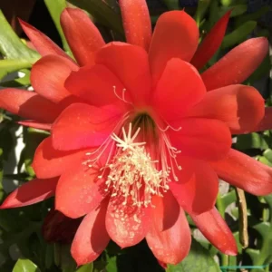 2 Epiphyllum Orchid Cactus Live Plants – Trailing, Pink Blooms, 4-inch Pot - Image 5