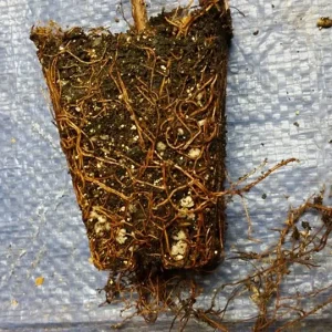 2 Green Giant Arborvitae Live Plants - 4 inch Pot, 12 inch Tall for Hedges - Image 3