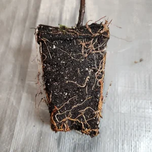 2 Green Giant Arborvitae Live Plants, 4