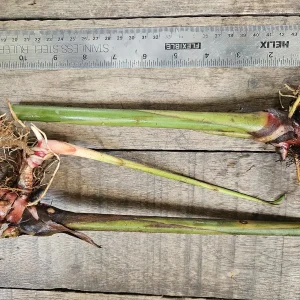2 Hawaiian Red Ginger Rhizomes - Alpinia Purpurata Tropical Live Plant - Image 3