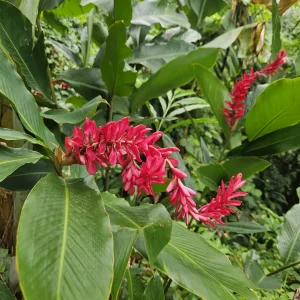 2 Hawaiian Red Ginger Rhizomes - Alpinia Purpurata Tropical Live Plant - Image 1